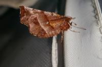 Selenia dentaria