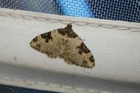 Xanthorhoe fluctuata