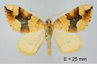 Cidaria fulvata