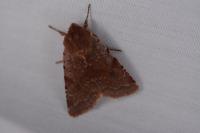Cerastis rubricosa