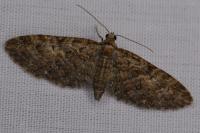 Eupithecia abbreviata