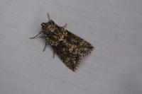 Polyploca ridens
