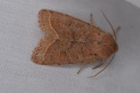 Orthosia cerasi