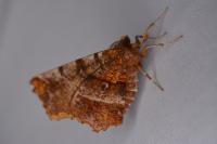Selenia dentaria