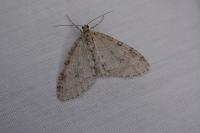 Trichopteryx carpinata