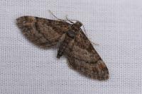 Gymnoscelis rufifasciata