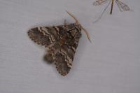 Drymonia ruficornis