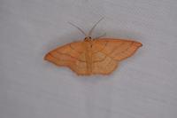 Cyclophora linearia