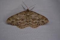 Ectropis crepuscularia
