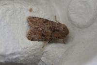 Orthosia incerta