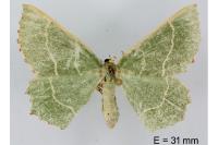 Thalera fimbrialis