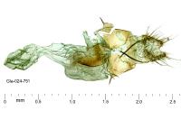 Euchromius anapiellus