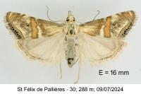 Euchromius anapiellus