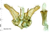 Hypsotropa gallohispanicella