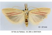 Hypsotropa gallohispanicella
