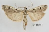 Phycitodes binaevella