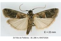 Phycita meliella