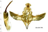 Asalebria florella