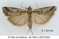 Asalebria florella