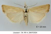 Xanthocrambus delicatellus