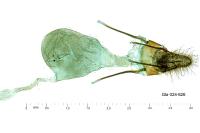 Valdovecaria hispanicella