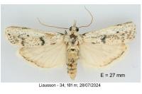 Valdovecaria hispanicella