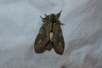 Peridea anceps