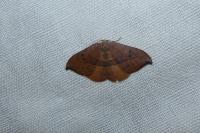 Watsonalla uncinula