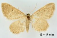 Idaea belemiata helianthemata