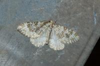 Coenotephria ablutaria