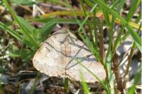 Minucia lunaris