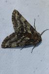 Lycia hirtaria