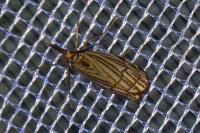 Chrysocramboides craterellus