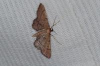 Idaea infirmaria