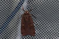 Noctua pronuba