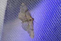 Peribatodes rhomboidaria rhomboidaria