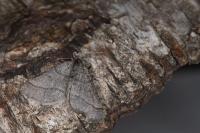 Isturgia murinaria