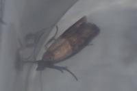 Plodia interpunctella