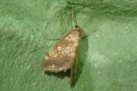 Evergestis dumerlei