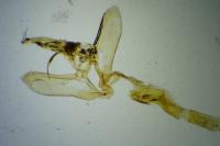 Evergestis dumerlei