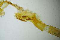 Evergestis dumerlei