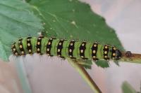 Saturnia pavonia