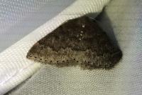 Aleucis distinctata