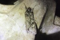 Xylocampa areola
