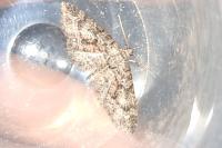 Eupithecia cocciferata