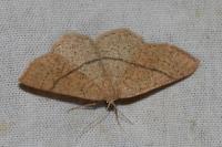 Cyclophora suppunctaria