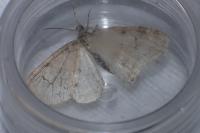 Trichopteryx carpinata
