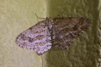 Ectropis crepuscularia