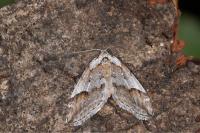 Chesias rufata rufata