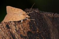 Jodia croceago